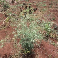 Parthenium hysterophorus L.